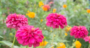 Leitfaden zum Anbau von Zinnien:Pflanzen, Pflege und Ernte 