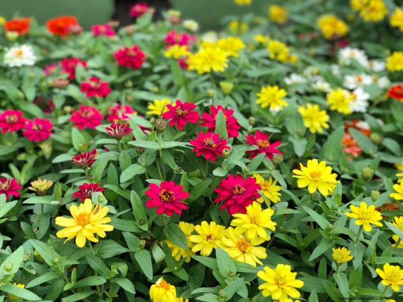 Guida alla coltivazione della zinnia:semina, cura e raccolta 