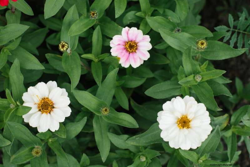 Guida alla coltivazione della zinnia:semina, cura e raccolta 