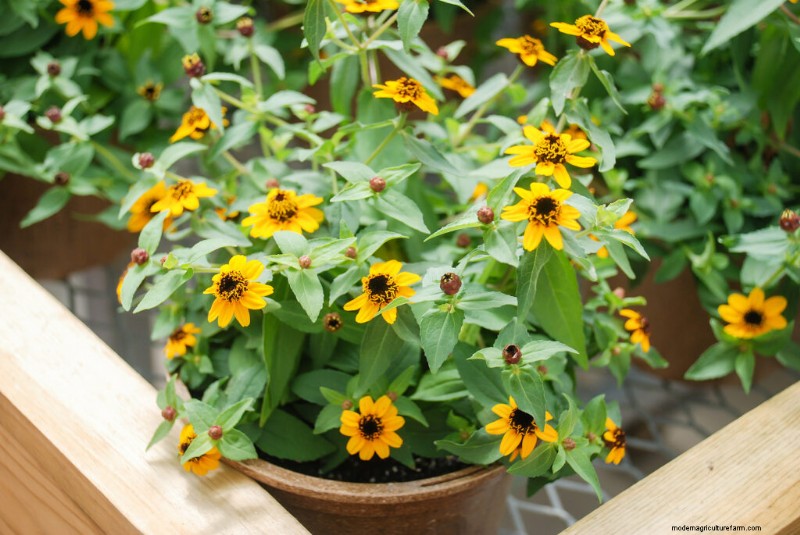 Guida alla coltivazione della zinnia:semina, cura e raccolta 