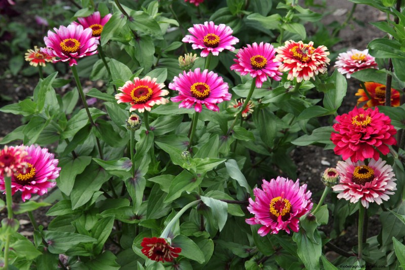 Guida alla coltivazione della zinnia:semina, cura e raccolta 