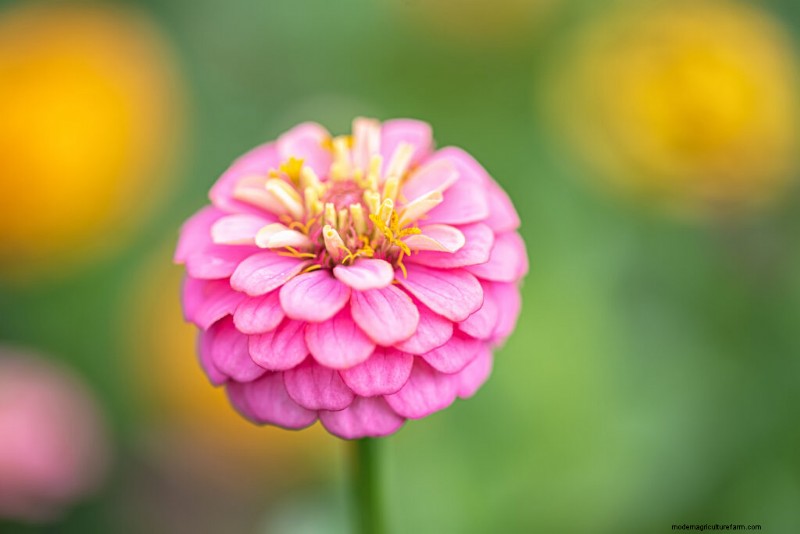 Guida alla coltivazione della zinnia:semina, cura e raccolta 