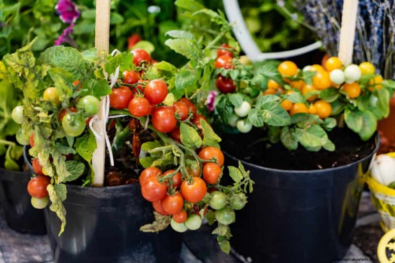 Perfekte Tomaten anbauen:Ein umfassender Leitfaden für Hobbygärtner 