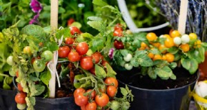 Coltiva pomodori perfetti:una guida completa per i giardinieri domestici 
