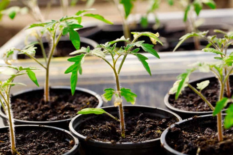 Perfekte Tomaten anbauen:Ein umfassender Leitfaden für Hobbygärtner 