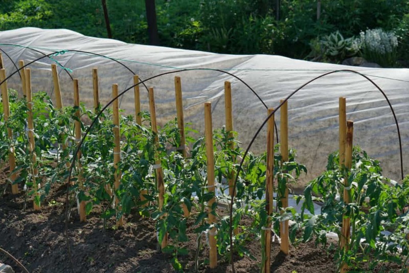 Perfekte Tomaten anbauen:Ein umfassender Leitfaden für Hobbygärtner 