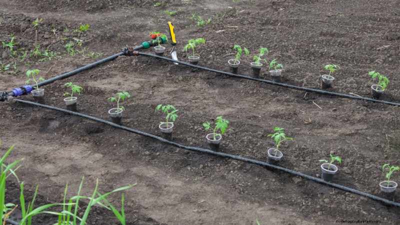 Perfekte Tomaten anbauen:Ein umfassender Leitfaden für Hobbygärtner 