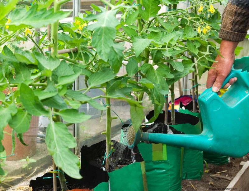 Perfekte Tomaten anbauen:Ein umfassender Leitfaden für Hobbygärtner 