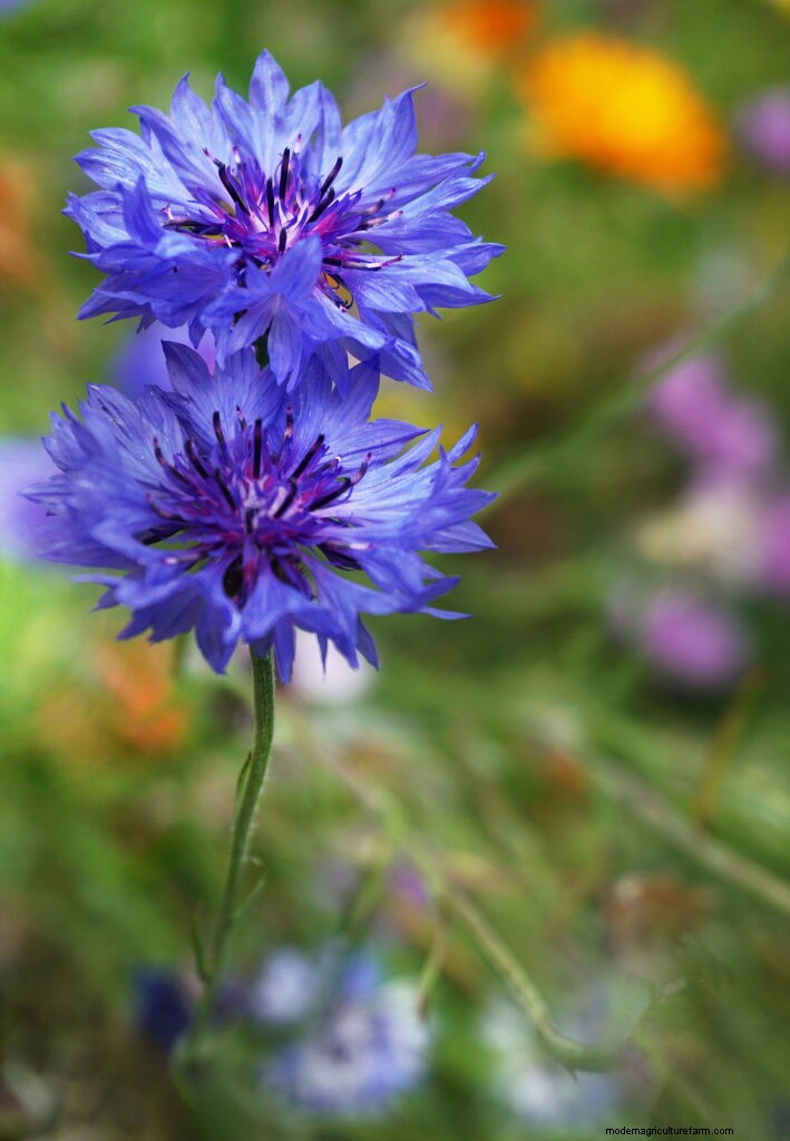 Bachelor s Button (Centaurea cyanus):Leitfaden für Anbau und Pflege 