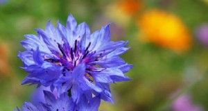 Bachelor s Button (Centaurea cyanus):Handleiding voor kweken en verzorgen 