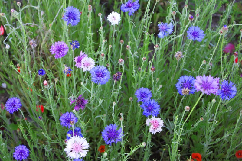 Bachelor s Button (Centaurea cyanus):Leitfaden für Anbau und Pflege 