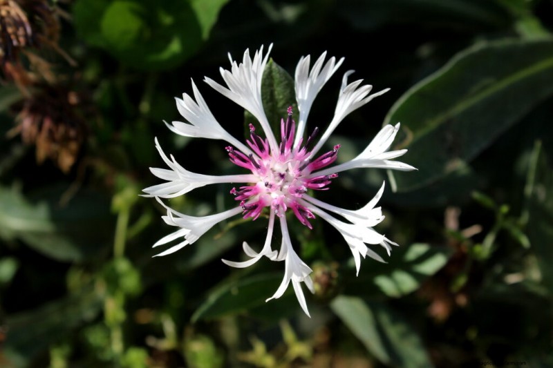 Bachelor s Button (Centaurea cyanus):Leitfaden für Anbau und Pflege 
