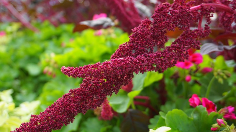 Wachsender Love-Lies-Bleeding (Amaranthus):Ein vollständiger Leitfaden 