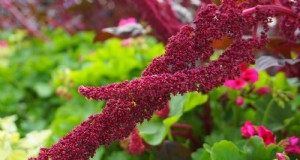 Växande kärlek-lögner-blödning (Amaranthus):En komplett guide 