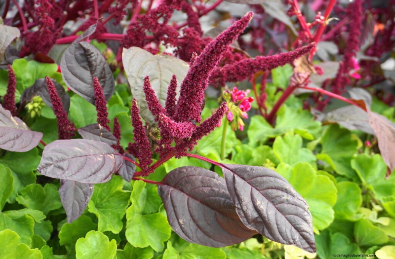 Wachsender Love-Lies-Bleeding (Amaranthus):Ein vollständiger Leitfaden 