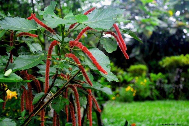 Wachsender Love-Lies-Bleeding (Amaranthus):Ein vollständiger Leitfaden 