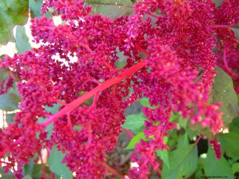 Wachsender Love-Lies-Bleeding (Amaranthus):Ein vollständiger Leitfaden 