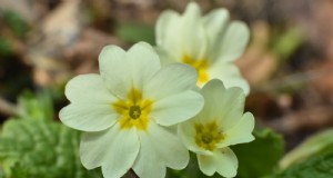 Polyantha Primrose:kweek- en verzorgingsgids voor Engelse sleutelbloemen 