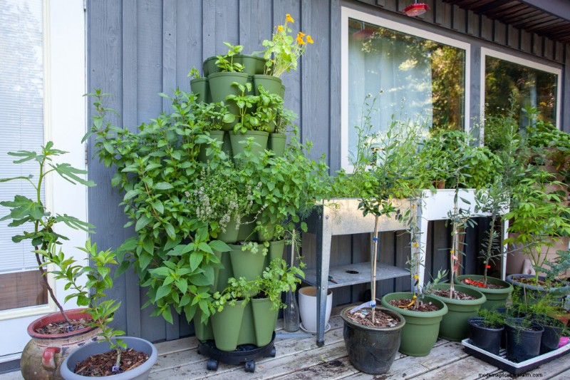 Giardinaggio in contenitori:una guida completa 