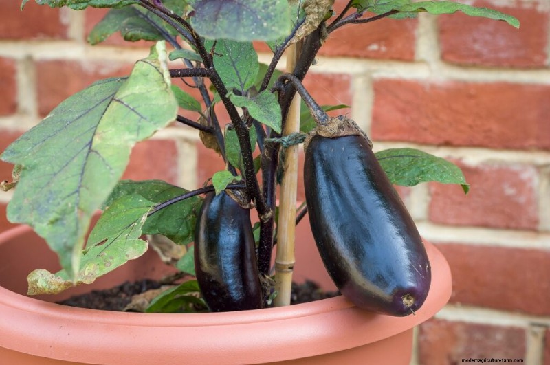 Giardinaggio in contenitori:una guida completa 