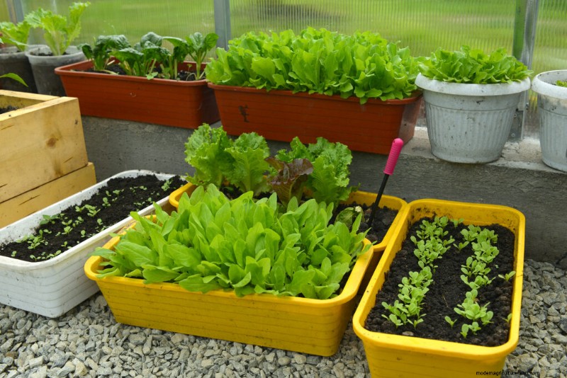 Giardinaggio in contenitori:una guida completa 
