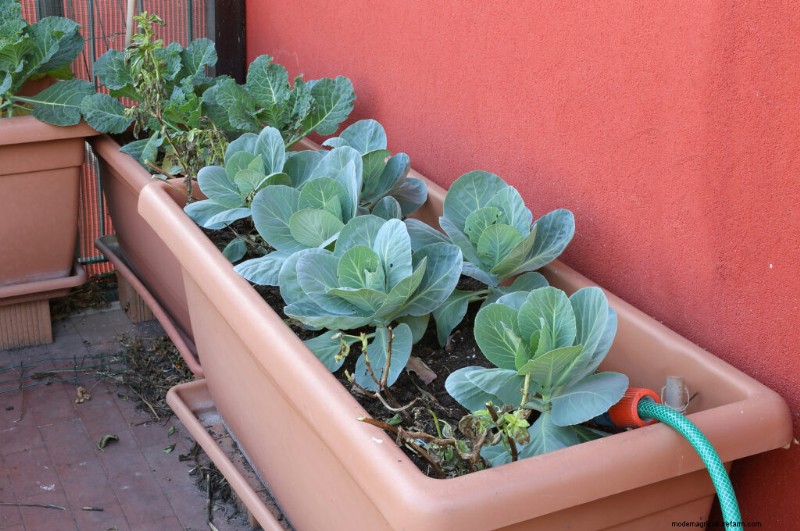 Giardinaggio in contenitori:una guida completa 