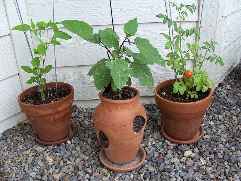 Giardinaggio in contenitori:una guida completa 