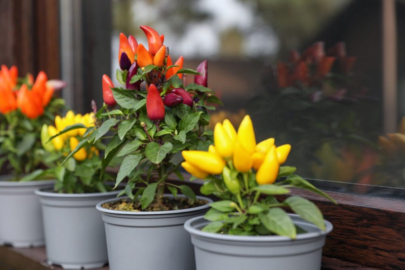 Giardinaggio in contenitori:una guida completa 