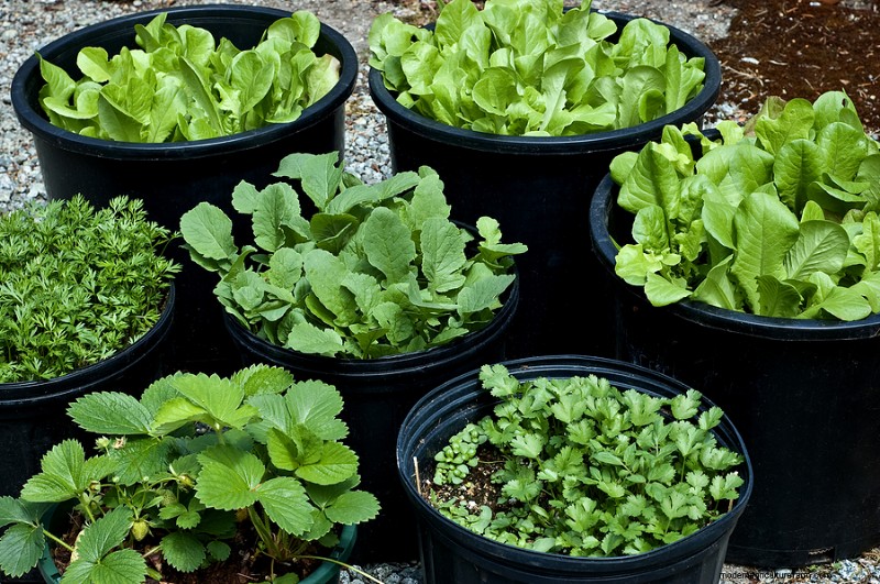 Giardinaggio in contenitori:una guida completa 