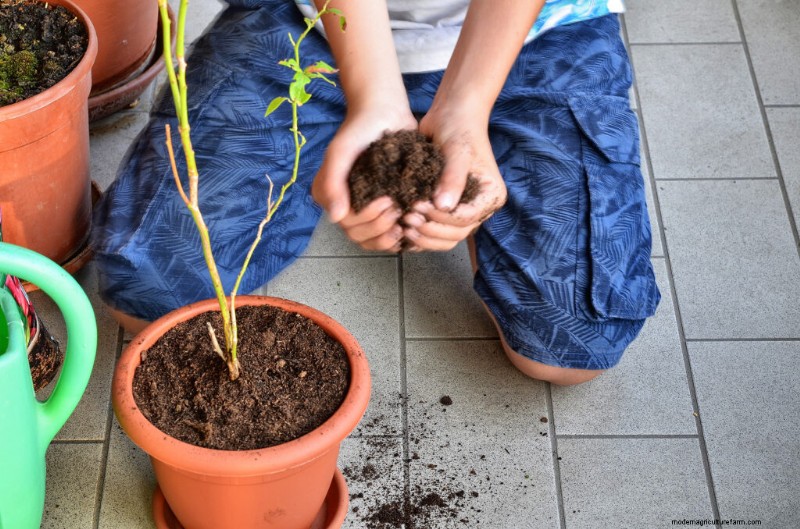 Giardinaggio in contenitori:una guida completa 