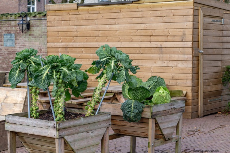 Giardinaggio in contenitori:una guida completa 