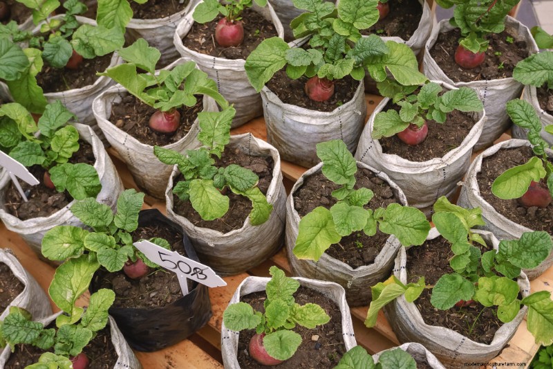 Giardinaggio in contenitori:una guida completa 