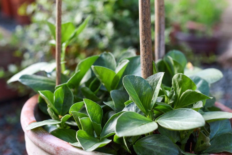 Giardinaggio in contenitori:una guida completa 