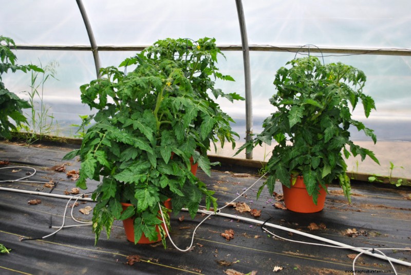 Giardinaggio in contenitori:una guida completa 