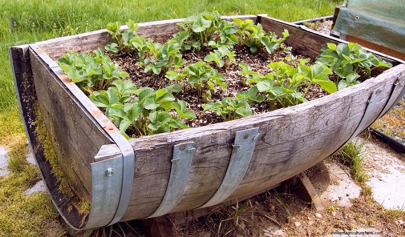 Giardinaggio in contenitori:una guida completa 