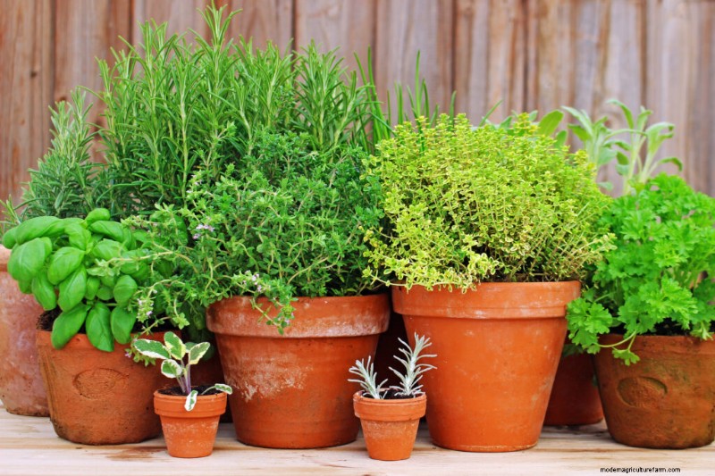 Giardinaggio in contenitori:una guida completa 