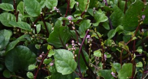 Espinaca Malabar:guía para plantar, cultivar y cosechar 