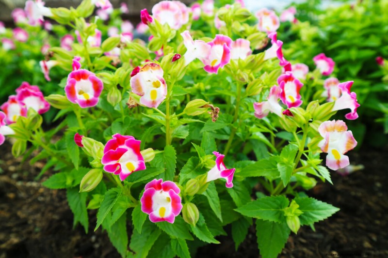Torenia (Wunschbeinblume):Leitfaden zum Pflanzen, Pflegen und Wachsen 