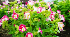 Torenia (fiore del braccio oscillante):guida alla semina, alla cura e alla coltivazione 