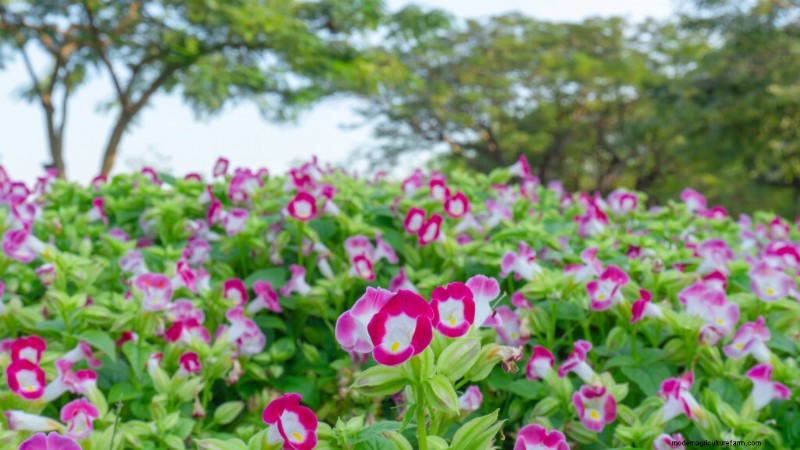 Torenia (Wunschbeinblume):Leitfaden zum Pflanzen, Pflegen und Wachsen 