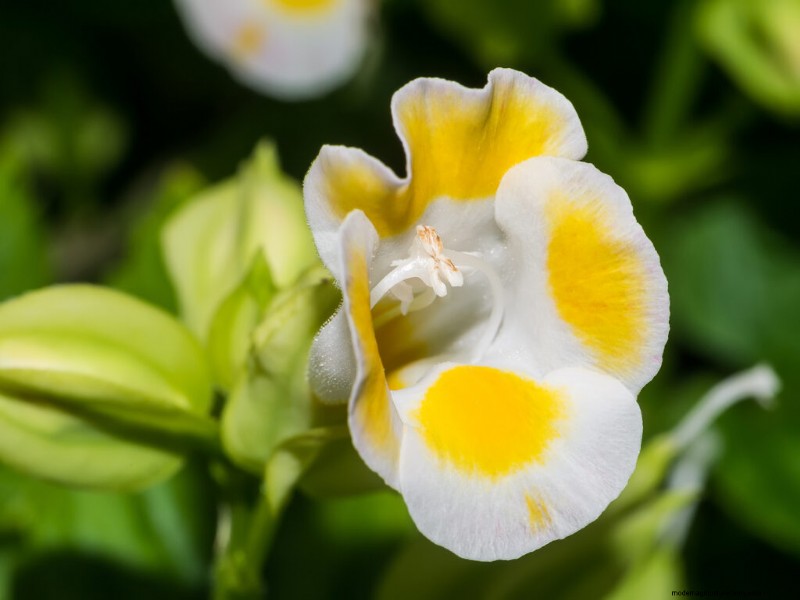 Torenia (Wunschbeinblume):Leitfaden zum Pflanzen, Pflegen und Wachsen 