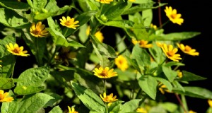 Groeiende botermadeliefjes (Melampodium):gids voor verzorging en planten 
