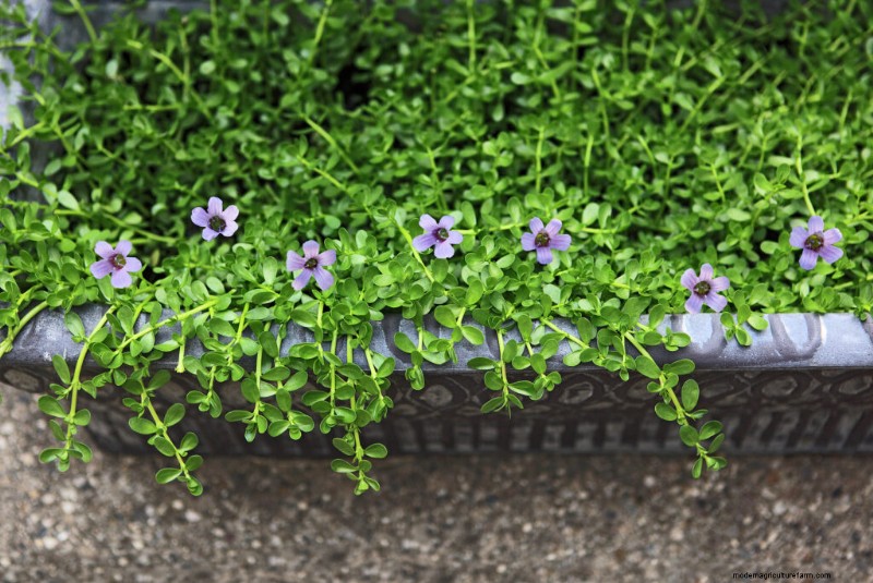 Bacopa (Sutera):guida alla coltivazione e alla cura per splendide fioriture estive 