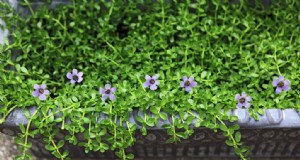 Bacopa (Sutera):guida alla coltivazione e alla cura per splendide fioriture estive 