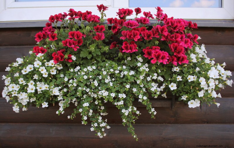 Bacopa (Sutera):guida alla coltivazione e alla cura per splendide fioriture estive 