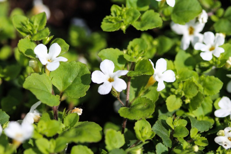 Bacopa (Sutera):guida alla coltivazione e alla cura per splendide fioriture estive 