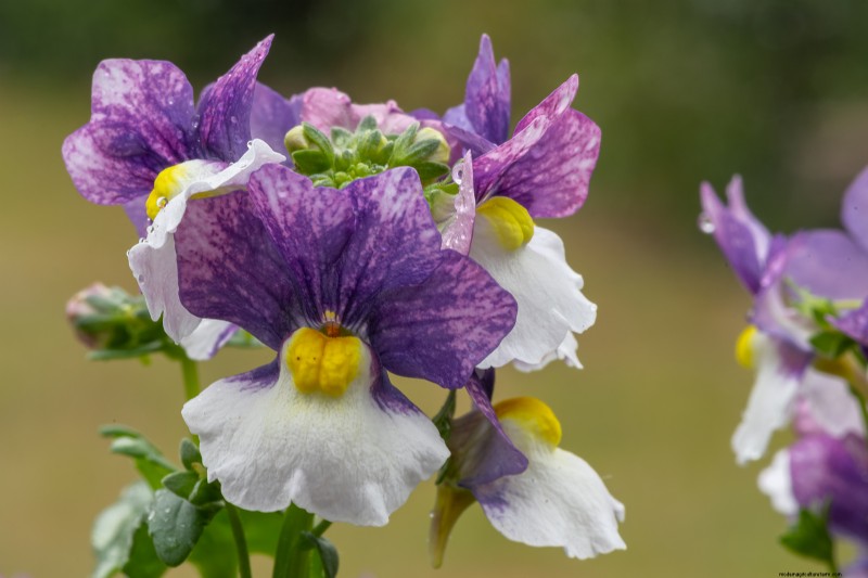 Nemesia:Bunte Blüten anbauen und pflegen | Gartenführer 