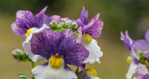Nemesia:Bunte Blüten anbauen und pflegen | Gartenführer 