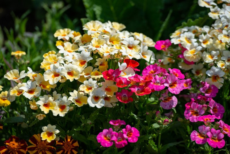 Nemesia:Bunte Blüten anbauen und pflegen | Gartenführer 