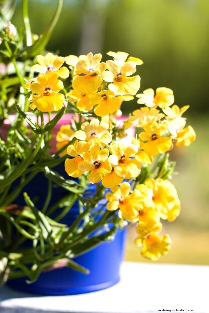 Nemesia:Bunte Blüten anbauen und pflegen | Gartenführer 